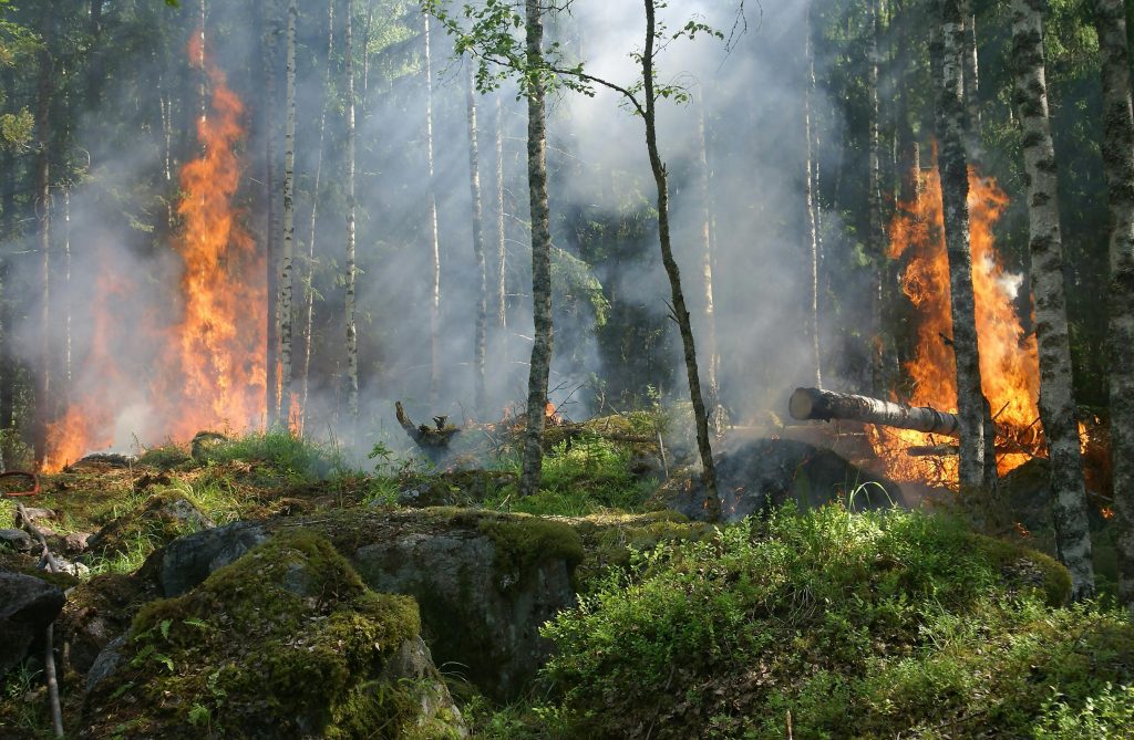 A burning forest